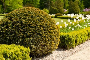 green-taxus-baccata-yew-shrub-ornamental-garden-plant-globular-shape-bunch-coniferous-plan