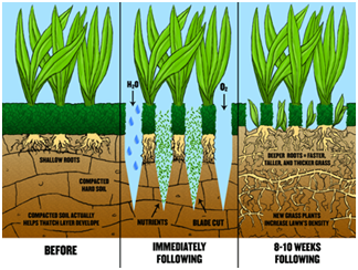 Aerate Home Lawn