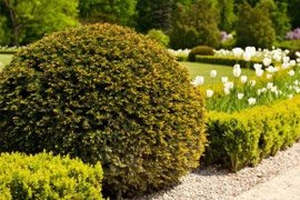 shrub treatment