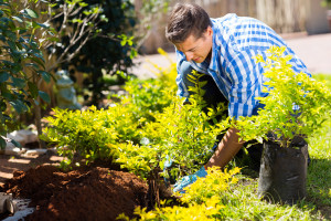 Bed & Shrub Management