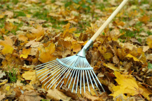 Leaves-being-raked-by-a-St.-Louis-lawn-service