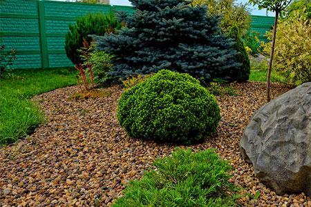 trees-shrubs-grasses-and-stones-in-yard